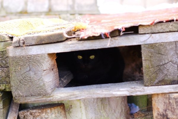 Фотовиставка Тетяни Полуектової